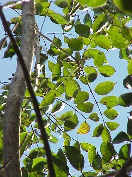 File:Bursera simaruba0.jpg