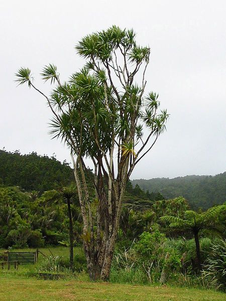 File:Cabbage tree.jpg