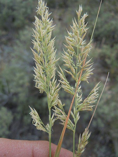 File:Calamagrostis montanensis.jpg