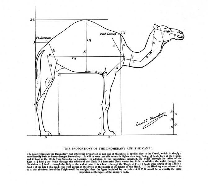 File:Camel shape Seton.png