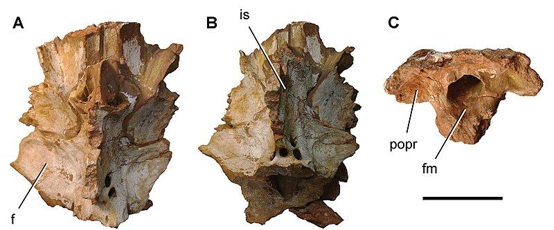 File:Carcharodontosaurus braincase.jpg