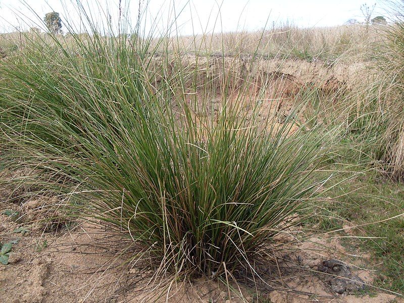 File:Carex appressa (3438025070).jpg