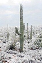 Snow-covered saguaro near Tucson. Saguaros can survive a few hours of below-freezing temperature.