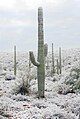 Saguaro-3