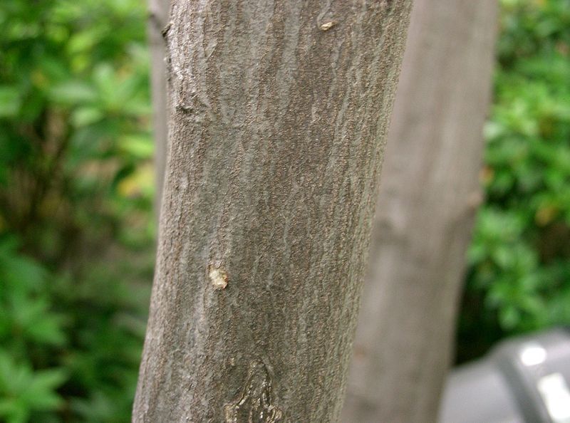 File:Carpinus laxiflora3.jpg