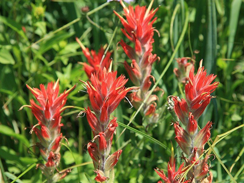 File:Castilleja miniata close.jpg