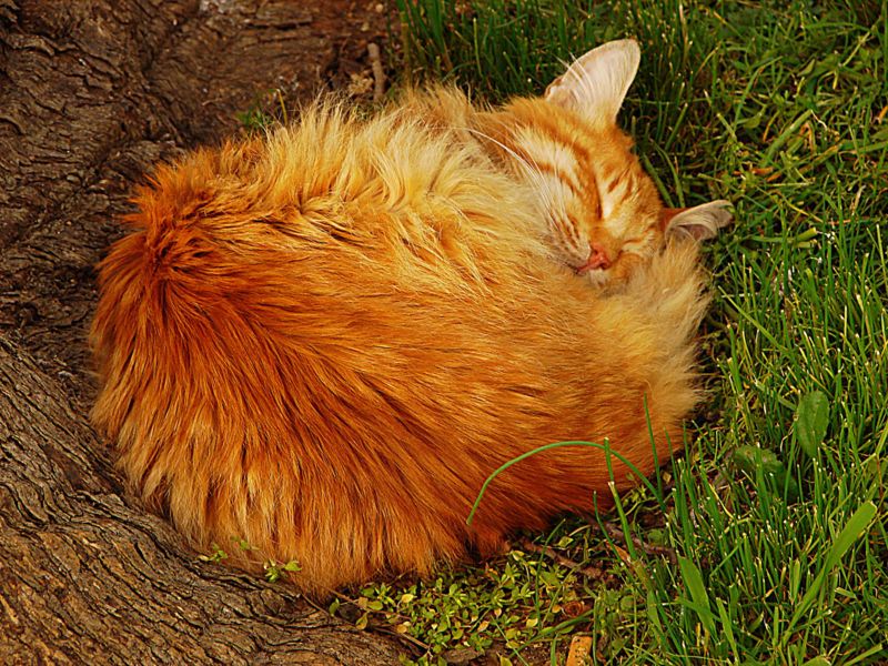 File:Cat Ball 00452.jpg