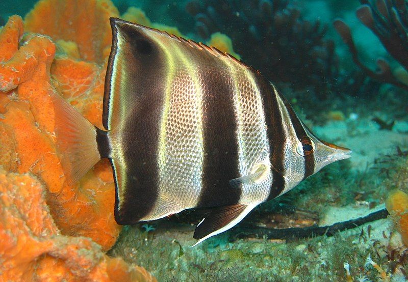 File:Chelmonops truncatus.jpg