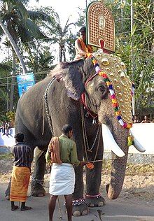 An Asian elephant wearing a golden headdress with a man riding on its back.