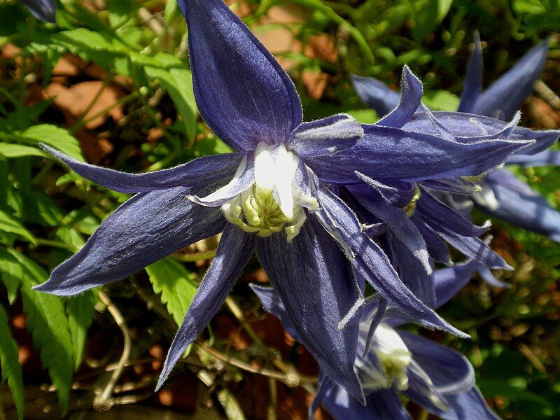 File:Clematis macropetala 'Lagoon'.jpg