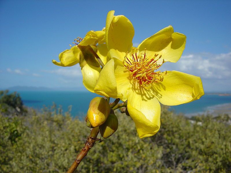 File:Cochlospermum gillivraei.jpg