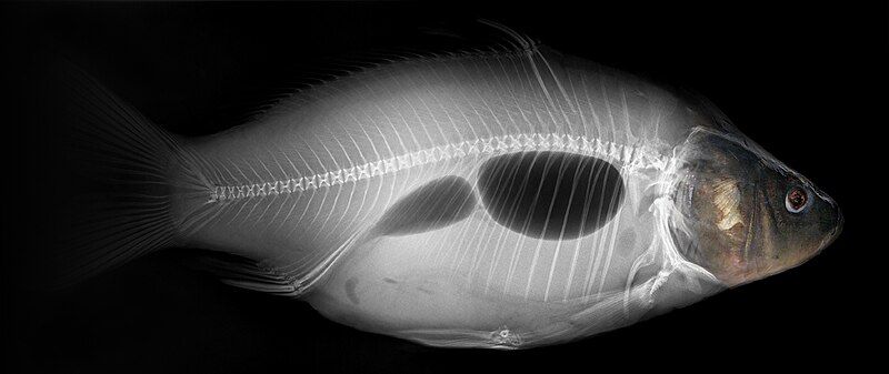 File:Common carp x-ray.jpg