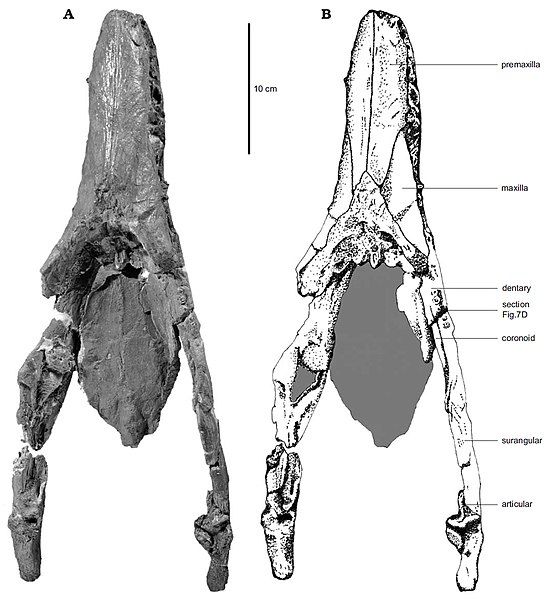 File:Cryonectes neustriacus.jpg