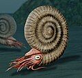 Image 102Reconstruction of an ammonite, a highly successful early cephalopod that first appeared in the Devonian (about 400 mya). They became extinct during the same extinction event that killed the land dinosaurs (about 66 mya). (from Marine invertebrates)