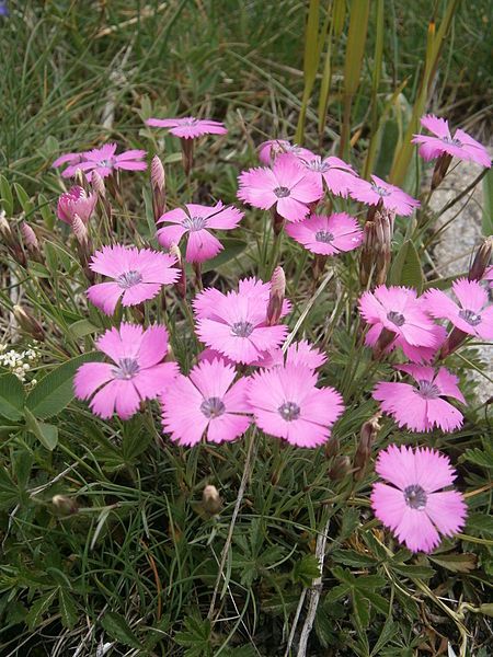 File:Dianthus pavonius 002.JPG