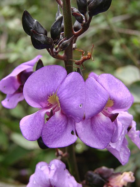 File:Dioclea grandiflora.jpg