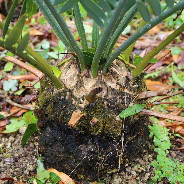 File:Encephalartos hirsutus-IMG 9649.JPG