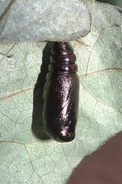 File:Eudocima homaena pupa.JPG