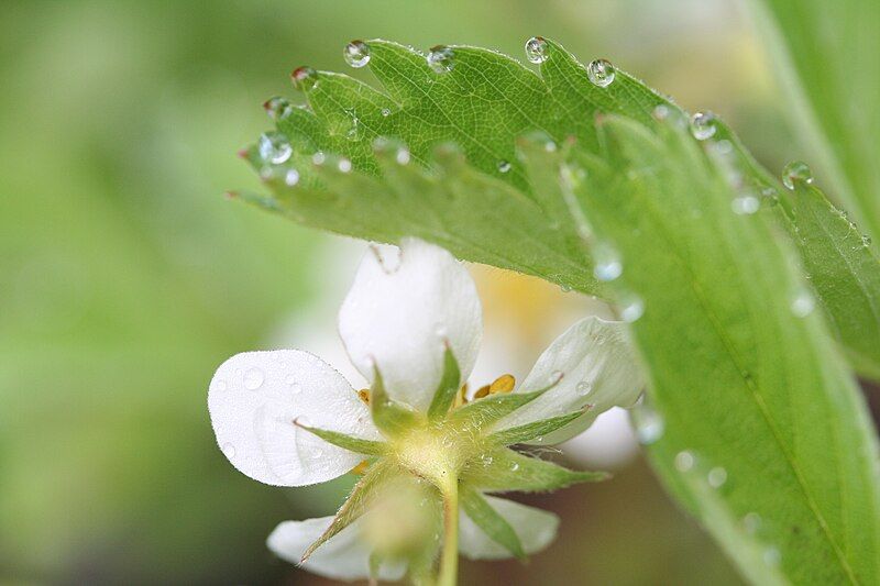 File:Fragaria virginiana 028.jpg