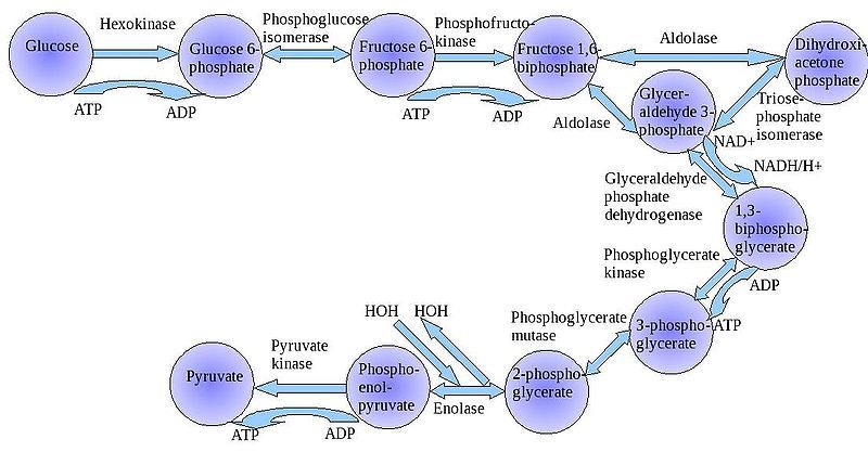 File:Glycolysis.jpg