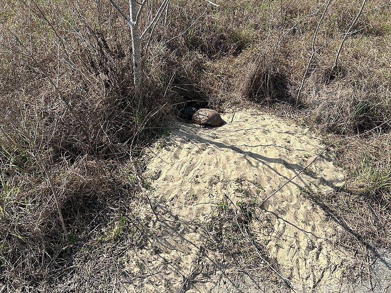 File:Gopher tortoise.jpg