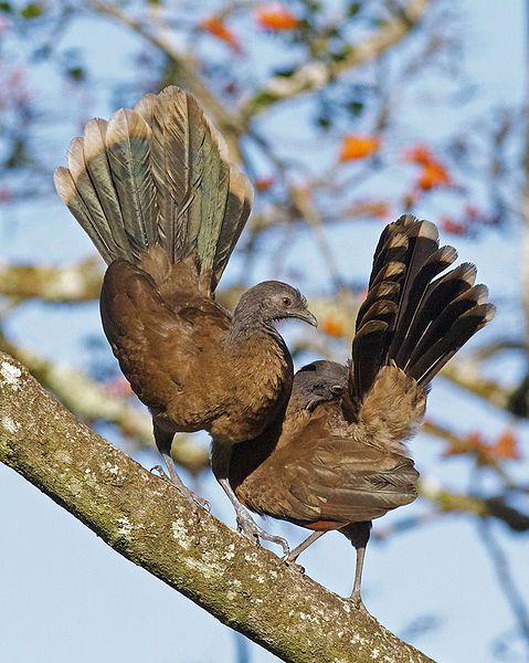 File:Gray-headed Chachalaca.jpg