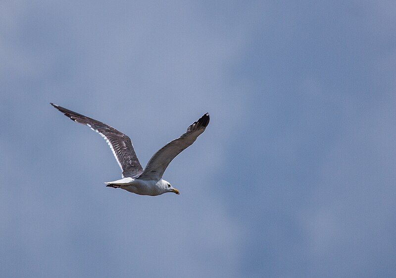 File:Heuglins gull.jpg