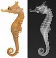 Hippocampus sindonis, conventional and X-ray images of holotype