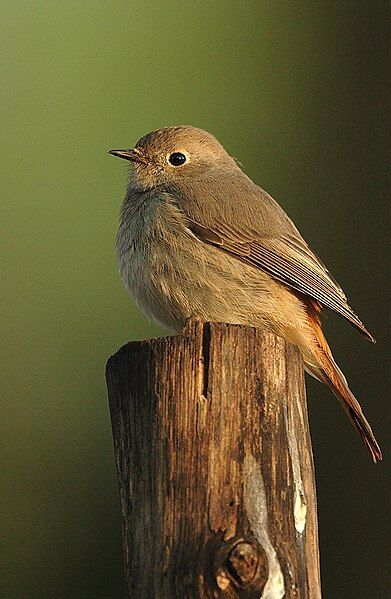 File:Hodgsons redstart.jpg