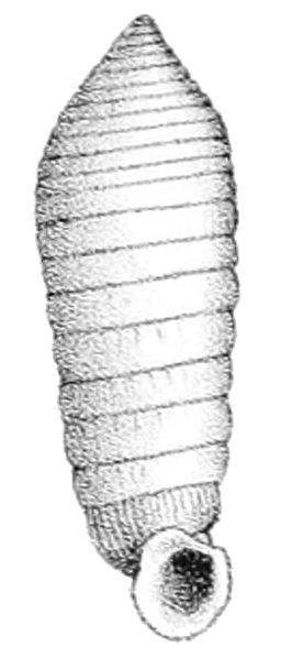 File:Holospira elizabethae shell.jpg