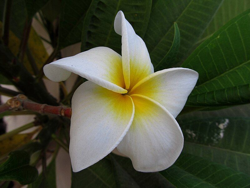 File:Indian champa plumeria.jpg