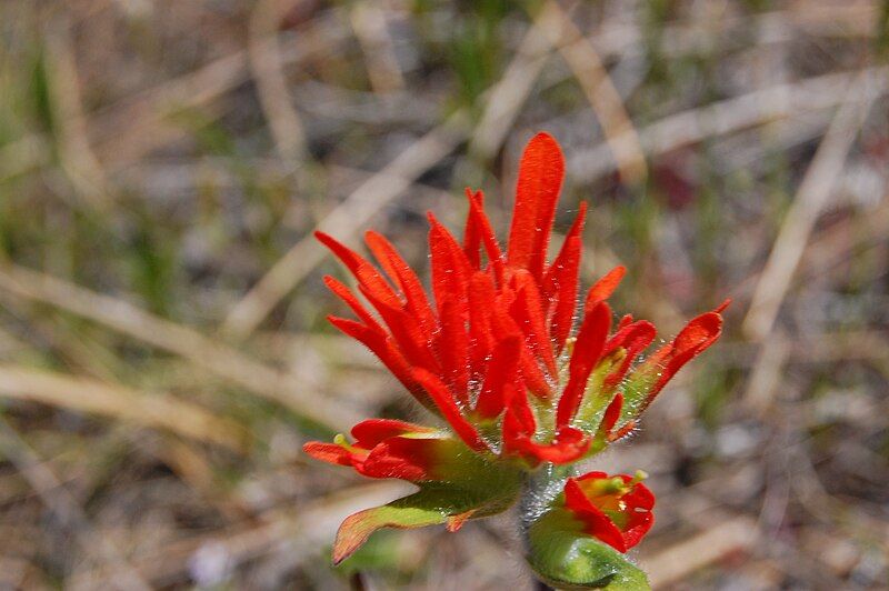 File:Indian paintbrush.jpg