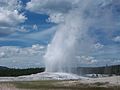 Old Faithful Geyser as it erupts.