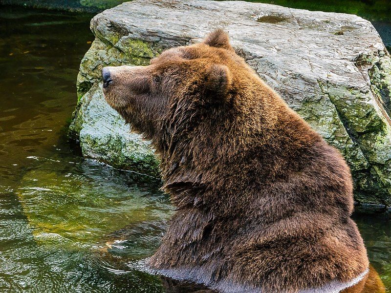 File:Kölner Zoo Braunbär-20110912-RM-142316.jpg