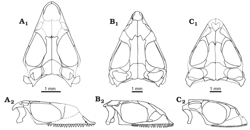 File:Kuehneosauridae skull comparison.png