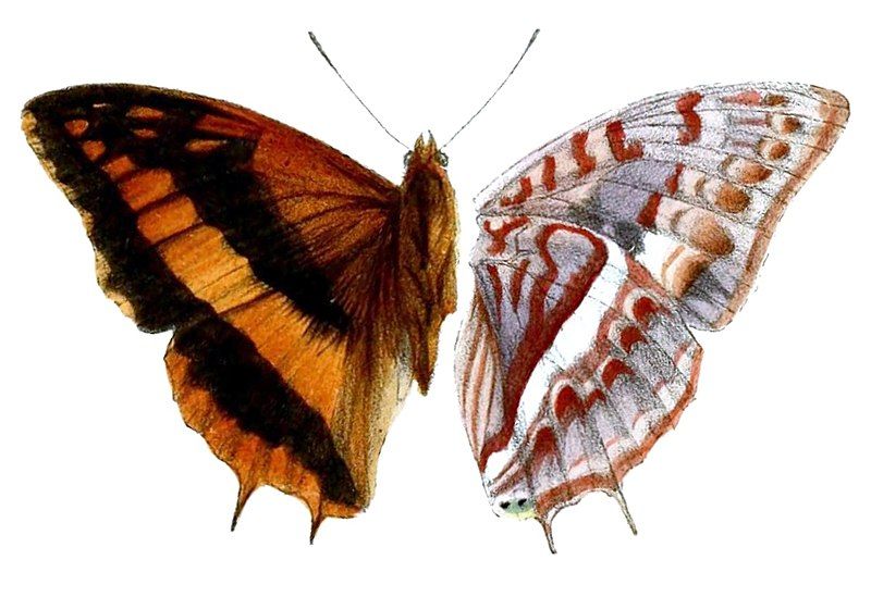 File:Lepidoptera1Butler, Charaxes cynthia.jpg