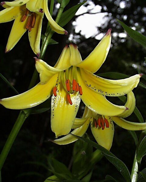 File:Lilium monadelphum.JPG