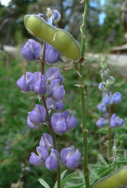 File:Lupinus argenteus 4.jpg