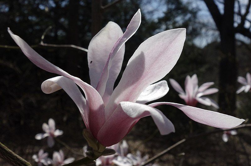 File:Magnolia amoena flower2.jpg