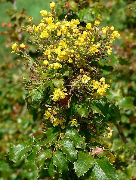 File:Mahonia pinnata 2.jpg