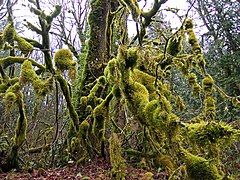 Dense moss colonies in a cool coastal forest