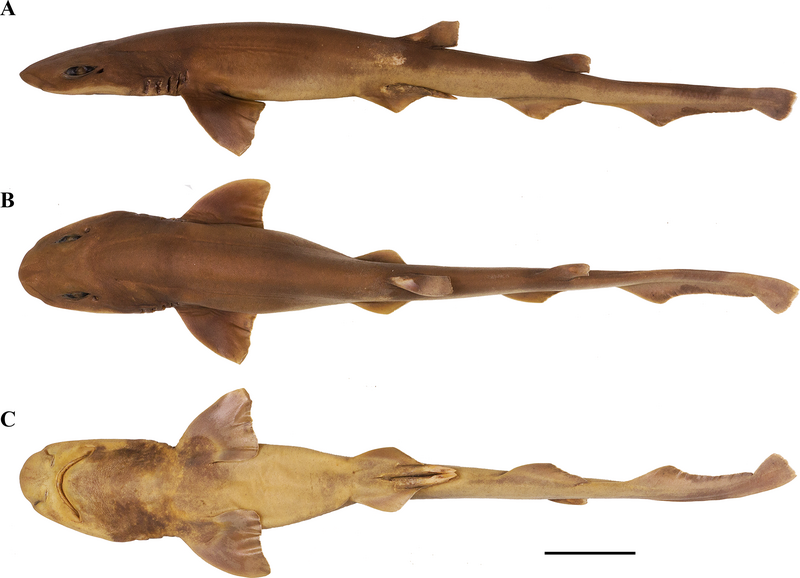 File:Mount Guyot catshark.png