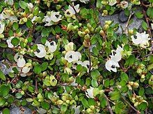 Muehlenbeckia axillaris fruiting. Multiple stages of ripeness can be seen.