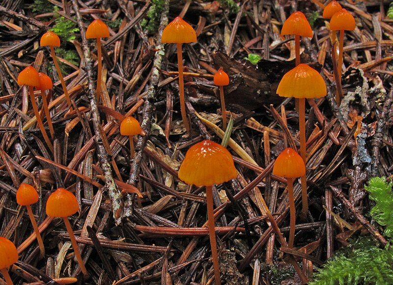 File:Mycena strobilinoides 174387.jpg