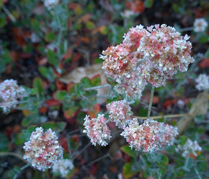 File:N20150917-0017—Eriogonum cinereum—RPBG (21560599051).jpg