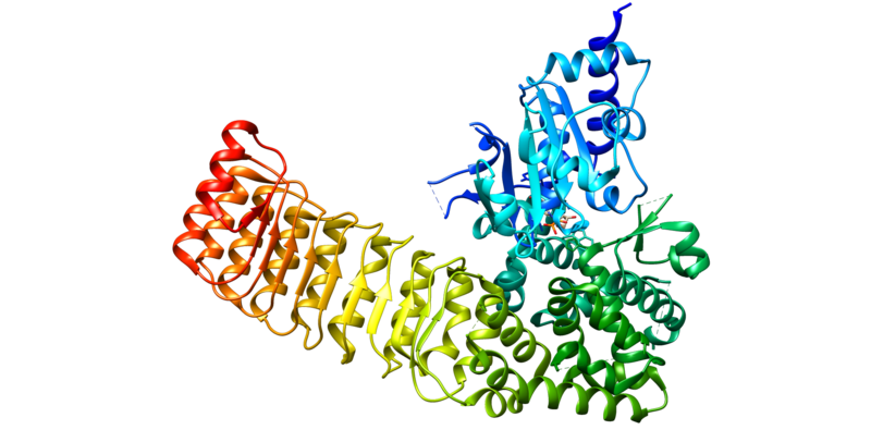 File:NOD2 protein.png