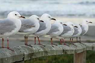 Second-winter, first-winter, and adult birds (first three, from front)