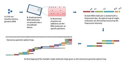 The optical mapping workflow