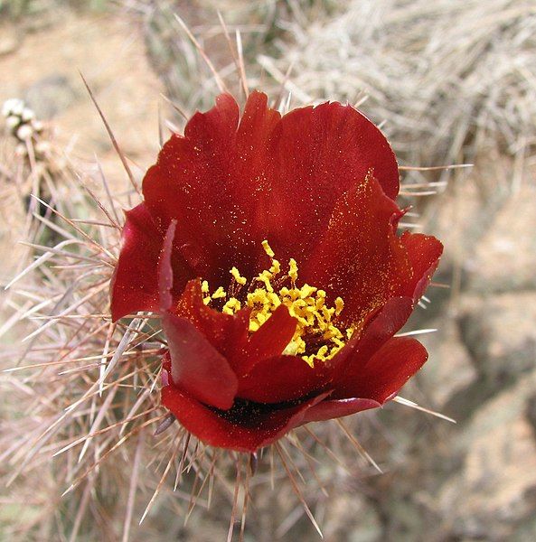 File:Opuntia acanthocarpa.jpg