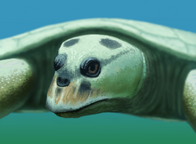 Life reconstruction of Owadowia borsukbialynickae